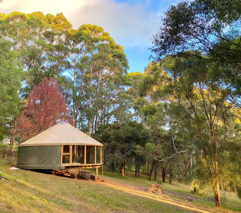 Bushland ORON among tall gums at golden hour