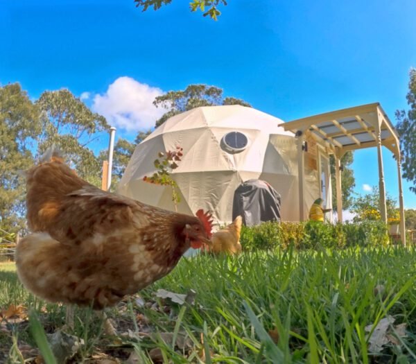 Geo Dome with chicken on a farm